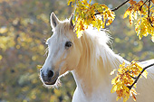 HOR 01 SS0216 01
Head Shot Of White Connemara Pony Standing Among Branches