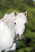 HOR 01 SS0217 01
Head Shot Of White Connemara Pony