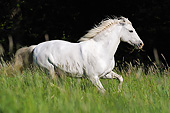 HOR 01 SS0218 01
White Connemara Pony Running Through Tall Grass