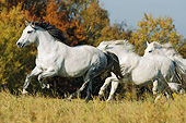HOR 01 SS0219 01
Three White Connemara Ponies Running Through Meadow