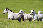 HOR 01 SS0220 01
Four White Connemara Ponies Running Through Meadow