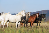 HOR 01 SS0221 01
Group Of Connemara Ponies Of Different Colors Standing In Meadow