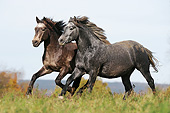 HOR 01 SS0222 01
Two Connemara Ponies Running Through Autumn Meadow