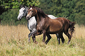 HOR 01 SS0223 01
Two Connemara Ponies Trotting Through Autumn Meadow