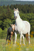 HOR 01 SS0224 01
Connemara Pony Mare Standing With Foal In Spring Meadow