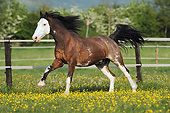 HOR 01 SS0225 01
Criollo Gelding Galloping In Spring Pasture