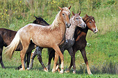 HOR 01 SS0227 01
Curly Horses Walking Through Meadow