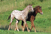 HOR 01 SS0228 01
Two Curly Horses Walking Through Meadow