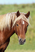 HOR 01 SS0230 01
Head Shot Of Flaxen Curly Horse In Meadow