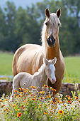 HOR 01 SS0235 01
Curly Horse Adult And Foal Standing In Wildflowers