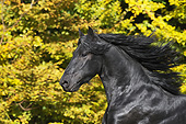 HOR 01 SS0239 01
Head Shot Of Freisian Colt Galloping By Autumn Trees