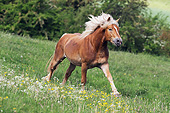HOR 01 SS0242 01
Haflinger Stallion Galloping Through Spring Meadow