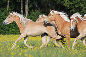 HOR 01 SS0243 01
Herd Of Haflinger Horses Galloping Through Spring Meadow