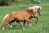 HOR 01 SS0244 01
Two Haflinger Stallions Trotting Through Meadow