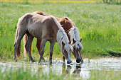 HOR 01 SS0245 01
Two Haflinger Fillies Drinking Water In Meadow