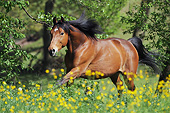 HOR 01 SS0246 01
German Warmblood Holstein Galloping Through Spring Wildflowers