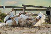 HOR 01 SS0247 01
White Horse Rolling In Dirt In Pasture