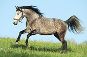 HOR 01 SS0248 01
Lusitano Horse Galloping Through Spring Meadow
