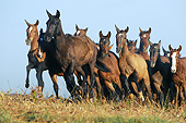 HOR 01 SS0249 01
Herd Of Mangalarga Horses Galloping Through Field