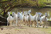 HOR 01 SS0250 01
Herd Of White Mangalarga Horses Galloping In Pasture By Pond