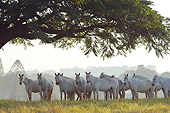 HOR 01 SS0251 01
Herd Of White Mangalarga Horses Grazing In Meadow