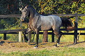 HOR 01 SS0252 01
Gray Mangalarga Horse Standing In Pasture