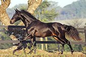 HOR 01 SS0253 01
Black Mangalarga Horse Cantering In Pasture