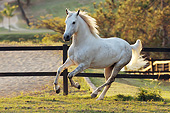 HOR 01 SS0254 01
White Mangalarga Horse Galloping In Pasture