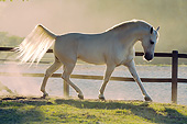 HOR 01 SS0255 01
White Mangalarga Horse Cantering In Pasture