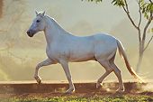 HOR 01 SS0256 01
White Mangalarga Horse Cantering In Pasture