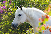 HOR 01 SS0257 01
Head Shot Of White Mangalarga Horse By Blossoms