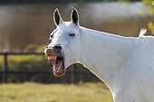 HOR 01 SS0258 01
Head Shot Of White Mangalarga Horse Neighing