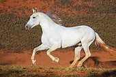 HOR 01 SS0259 01
White Mangalarga Horse Galloping Through Dirt