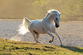 HOR 01 SS0260 01
White Mangalarga Horse Galloping Through Pasture