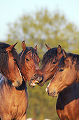 HOR 01 SS0261 01
Four Mangalarga Colts Gathered In Group