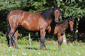 HOR 01 SS0262 01
Two Mangalarga Mare And Foal Standing In Pasture