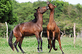 HOR 01 SS0263 01
Two Mangalarga Colts Fighting In Pasture