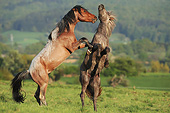 HOR 01 SS0264 01
Two Mangalarga Colts Fighting In Pasture
