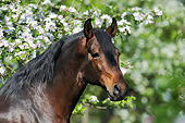 HOR 01 SS0265 01
Head Shot Of Mangalarga Horse By White Blossoms
