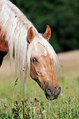 HOR 01 SS0266 01
Head Shot Of Mangalarga Colt Standing In Tall Grass
