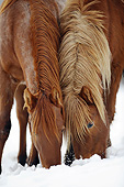 HOR 01 SS0267 01
Close-Up Of Icelandic And Mangalarga Colts Eating Grass Under Snow
