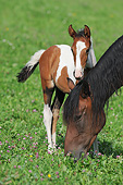 HOR 01 SS0268 01
Mangalarga Foal Standing By Mare In Pasture