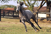 HOR 01 SS0269 01
Mangalarga Horse Galloping Through Pasture