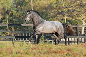 HOR 01 SS0270 01
Mangalarga Horse Galloping Through Pasture