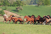 HOR 01 SS0271 01
Icelandic And Mangalarga Horses Galloping Through Pasture