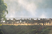 HOR 01 SS0272 01
Herd Of Mangalarga Horses Walking Through Pasture