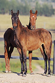 HOR 01 SS0273 01
Two Mangalarga Horses Standing In Pasture