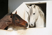 HOR 01 SS0274 01
Close-Up Of Two Mangalarga Horses Face To Face In Stable