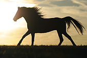 HOR 01 SS0275 01
Silhouette Of Morgan Horse Galloping In Field At Sunset