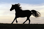 HOR 01 SS0276 01
Silhouette Of Morgan Horse Galloping In Field At Night